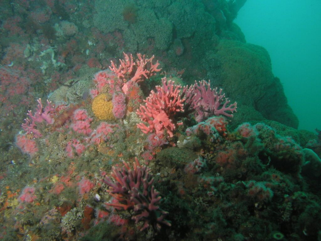 red-coral-reef